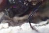 Eudasyphora cyanella